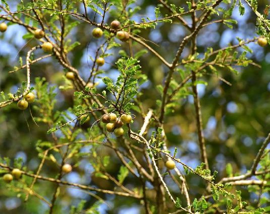 Fructus phyllanthi extract powder Emblicol Fructus phyllanthi extract powder Emblicol